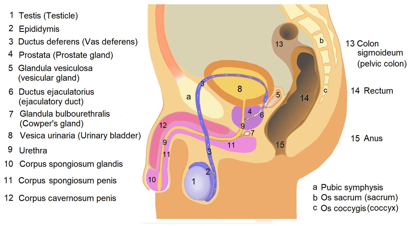 Ejaculatory duct - Wikipedia